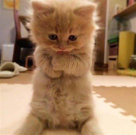 Funny Cute Kitten