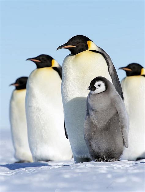 Antarctica | Baby penguins, Penguins, Penguins and polar bears