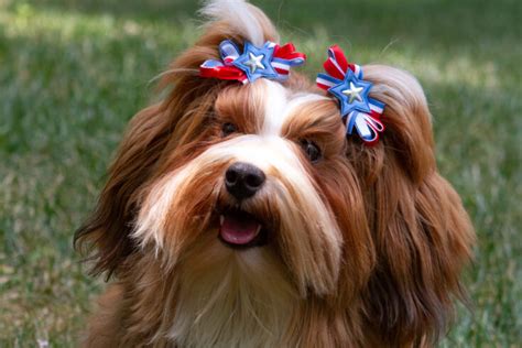 25 Havanese Colors That Will Blow Your Mind