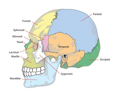 Do The Bones Of The Head Move? - Osteopathy New York, P.C.