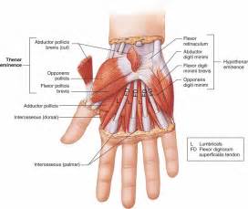 Muscles Of Thenar Eminence | MedicineBTG.com