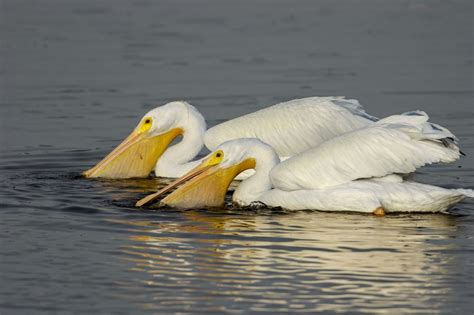 American White Pelican | Bird of Prey | Ornithologist