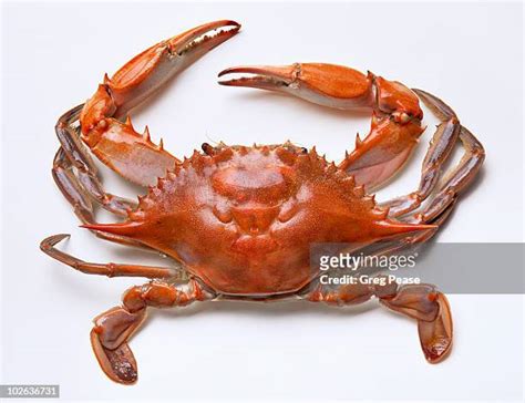 Steamed Crab Photos and Premium High Res Pictures - Getty Images