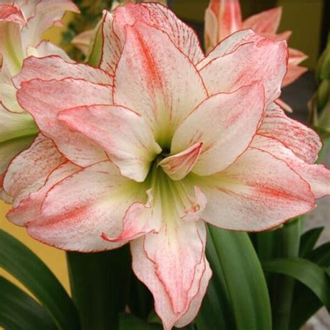 Amaryllis Growing Guide - Sugar Creek Gardens