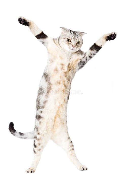 Dancing cat stock image. Image of nature, domestic, charming - 2517961