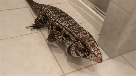 Big Lizards You Can Have As Pets - Pets Retro