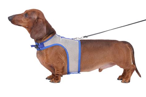 The Hug-A-Dog Harness: Inspired By Dachshunds' Unique Shape