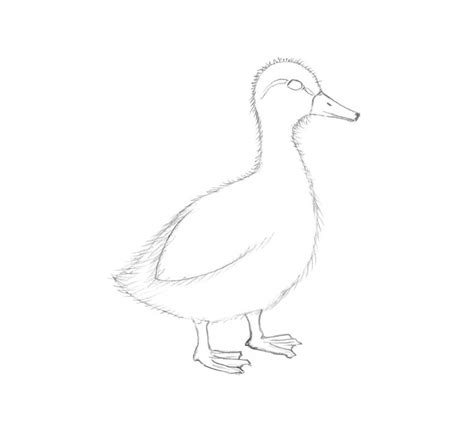 How to Draw a Duck