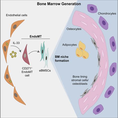 endothelial cells Archives – Science News