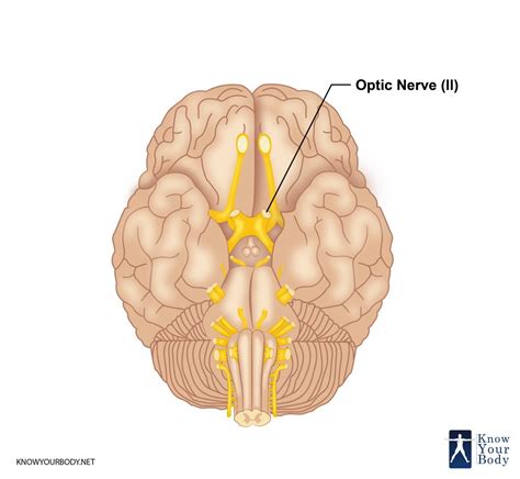 Optic Nerve - Definition, Function, Anatomy and FAQs