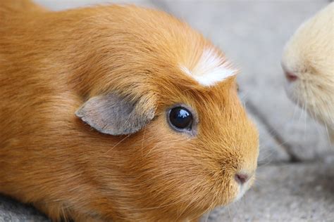 Brown Guinea Pig (Facts, Breed Info & More)