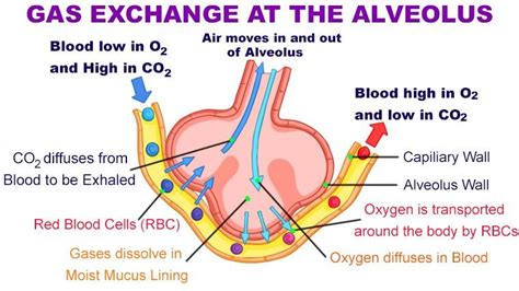 Exchange of gases between alveoli and blood in pulmonary capillaries is ...