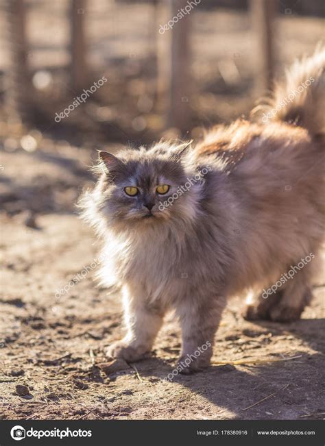 Fluffy persian cat. — Stock Photo © saharrr #178380916