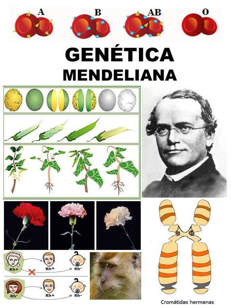 Genética Mendeliana y Avances