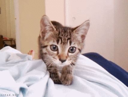 7 Best Cat Gifs of the Week – 26th September 2015