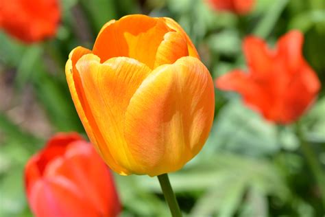 Free Images : blossom, petal, bloom, tulip, orange, garden, close, spring flower, flowering ...