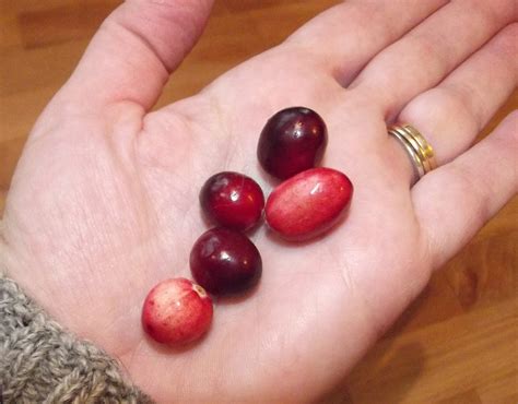 The Old Granite Step: Drying your own cranberries.