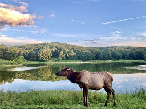 Lone Elk Park MO | Smithsonian Photo Contest | Smithsonian Magazine