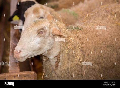 Side view of blind sheep without eye Stock Photo - Alamy