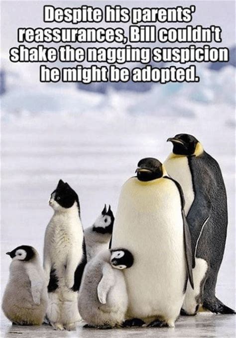 These Hilarious Penguin Memes Will Have You Laughing All Day | Penguins, Animals beautiful, Cute ...