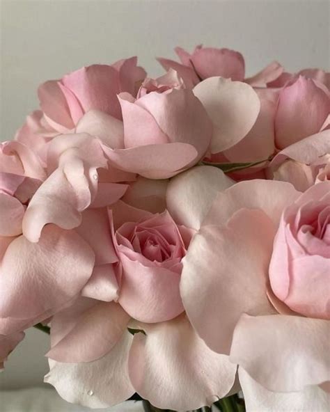 coquette pink lana del rey dollete fairy dior lily rose dior chanel ...