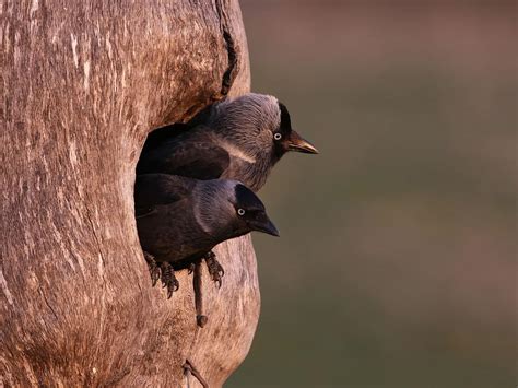 Jackdaw Nesting (Behaviour, Eggs + Location) | Birdfact