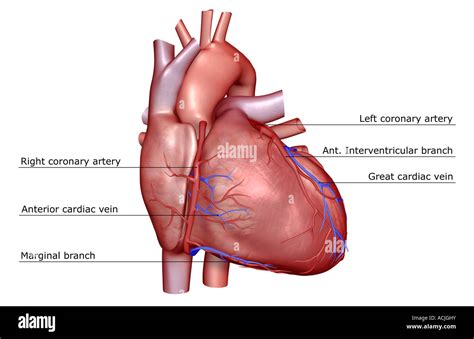 Sulcus Terminalis