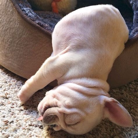 The 14 Most Awkward French Bulldog Sleeping Positions