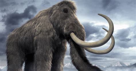 Bold predictions: The de-extinction of woolly mammoths?—commentary