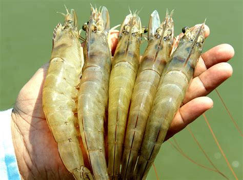 How India became the world’s top shrimp producer - Responsible Seafood ...