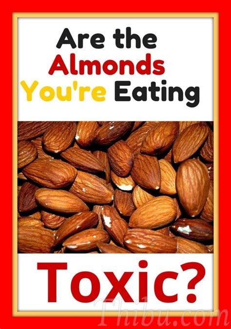 The truth about Almonds - Thibu Times