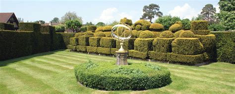 Yew Hedging Conifers | Hedging UK