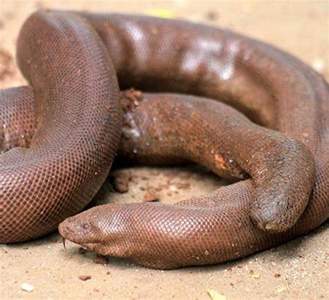 Recently, a red sand boa snake (Eryx johnii) , worth around ₹1.25 crore, was rescued from five ...