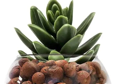 LECA Balls for Succulents - Top 3 Facts & Myths