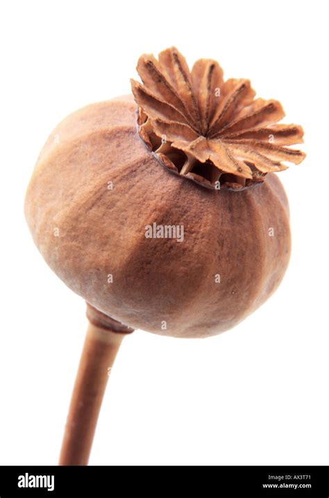 Dried poppy seed head on white background Stock Photo - Alamy