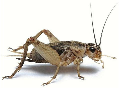 Pet Lizard Live Cricket Feeders - Alive Insect