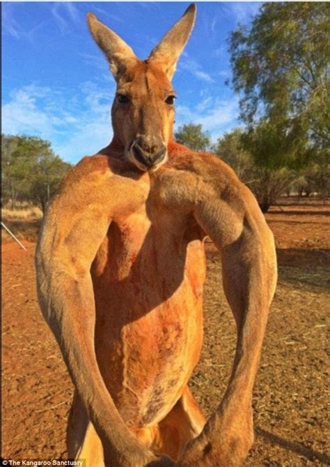 Roger, the Big Red Kangaroo living in the Kangaroo Sanctuary Alice Springs, 2 metres high and ...