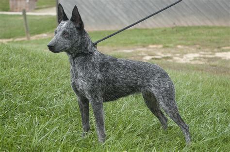 File:Australian Stumpy Tail Cattle Dog.jpg - Wikipedia, the free encyclopedia