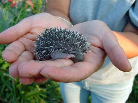 A Baby Hedgehog: From Birth to Weaned - Heavenly Hedgies