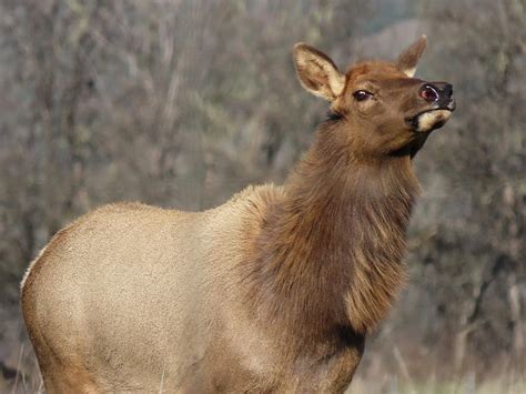 Judge clears National Park Service plan for California Tule elk