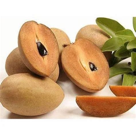 A Grade Fresh Chiku Fruit, Packaging Size: 1 Kg at Rs 90/kg in Palitana ...