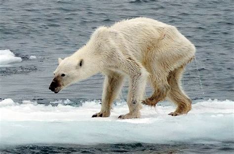 Seriously starving? Polar bear so skinny some say photo is fake, but real myth may be such ...