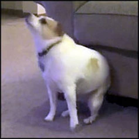 Hilarious Dancing Dog Gets Down to Funky Christian Music - LOL