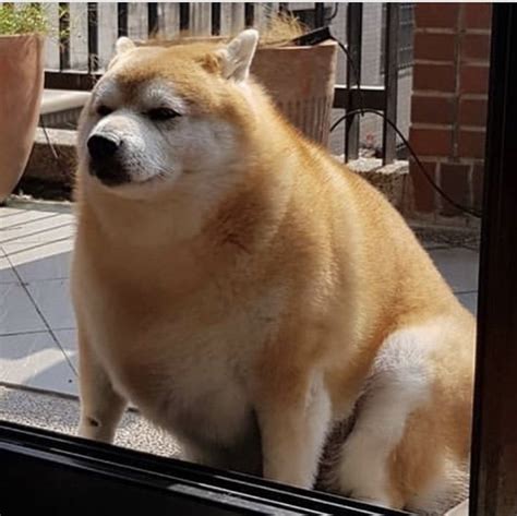 a dog sitting on the window sill looking at its reflection in it's glass