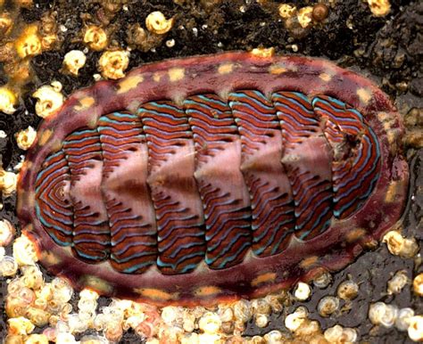 Chiton, un molusco con dientes, metálicos y ... ¡magnéticos! | Animaux, Je pense à toi, Danse ...