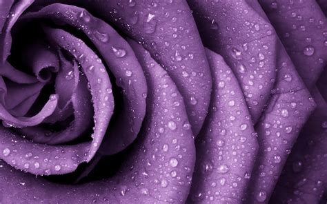 purple, Rose, Nature, Closeup, Rain, Flowers, Water drops, Macro ...