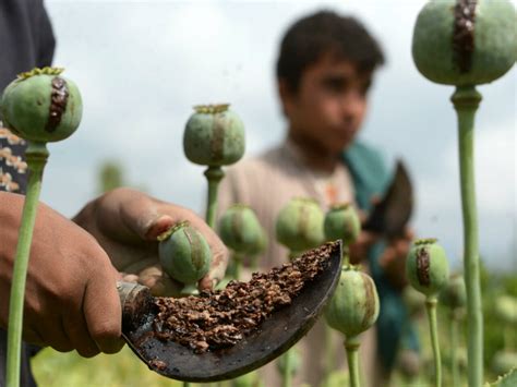 Opium addiction is being weaponised by Pak and China - The Sunday ...