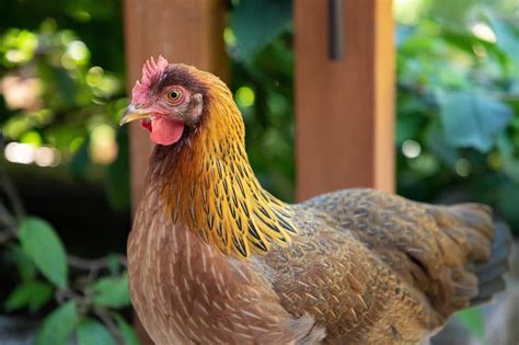 Welsummer Chicken: Care Guide, Color Varieties and More in 2021 ...