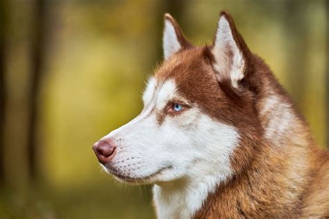 Brown Husky Names - Husky Names