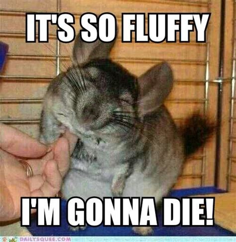 funpoop.com | Cute animals, Chinchilla cute, Funny animals